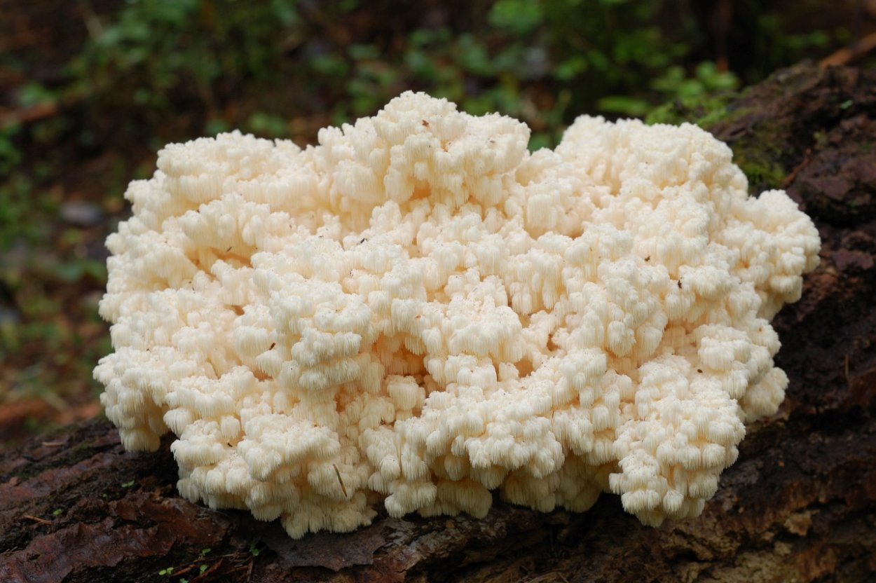 Ежовик гребенчатый на белом фоне