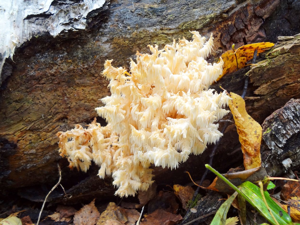 Ежовик коралловидный