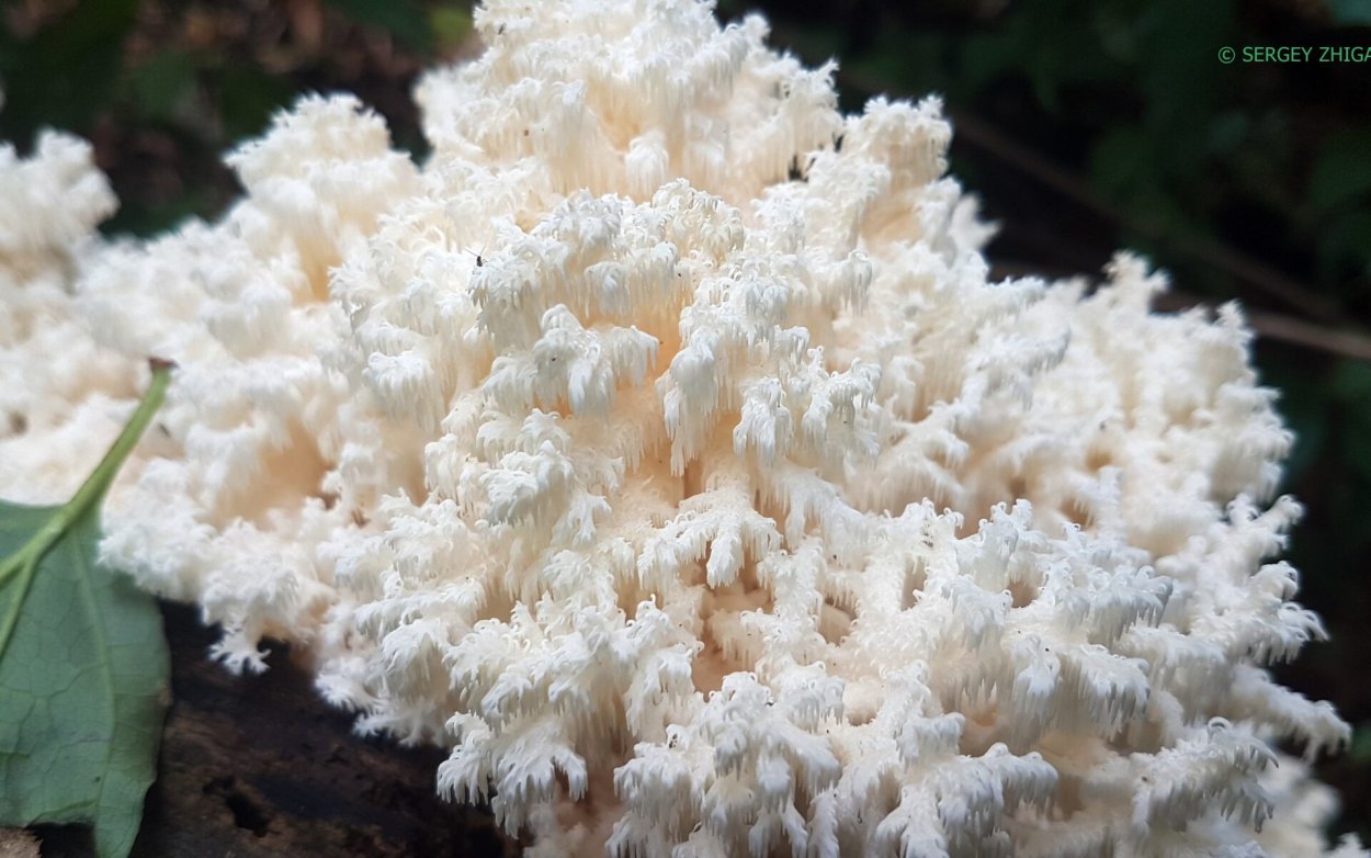 Фунготерапия ежовик