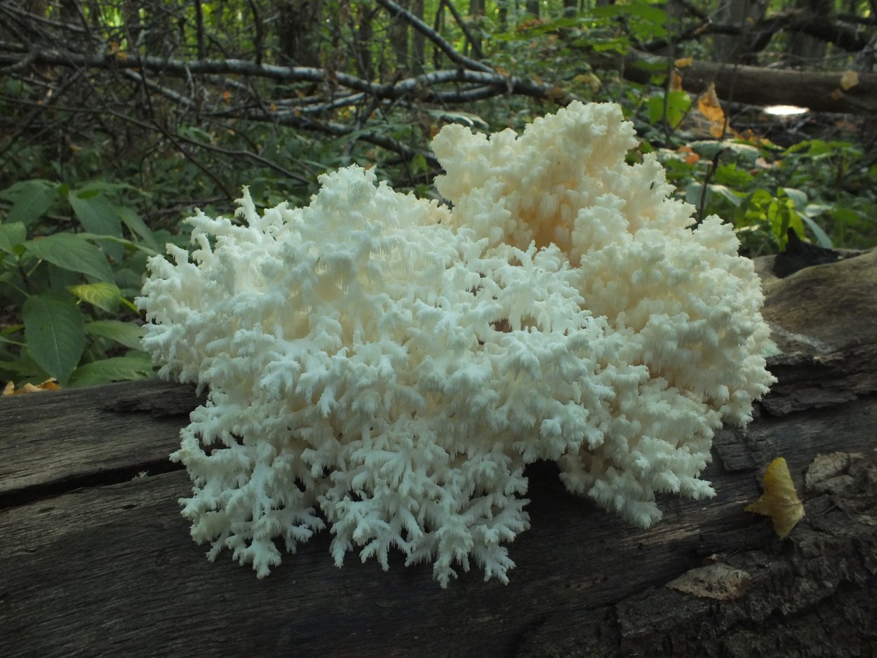 Гриб коралл съедобный