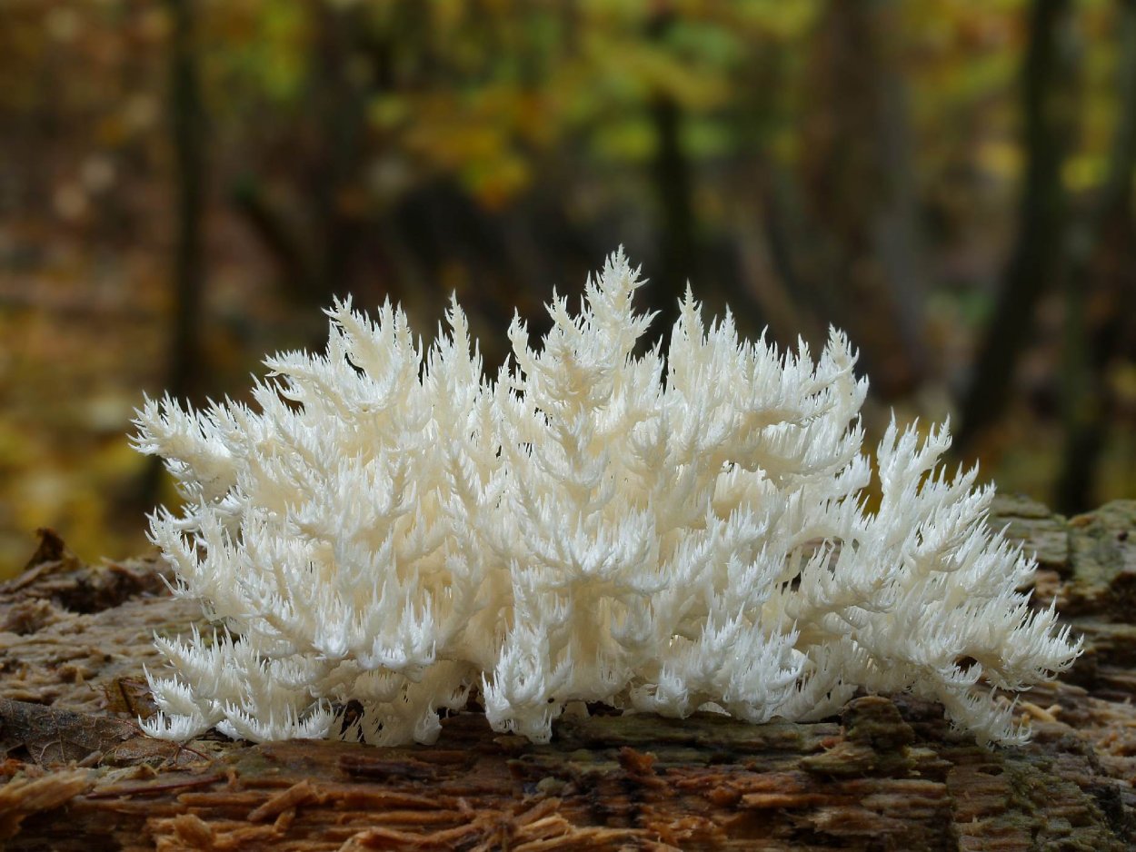 Hericium Clathroides
