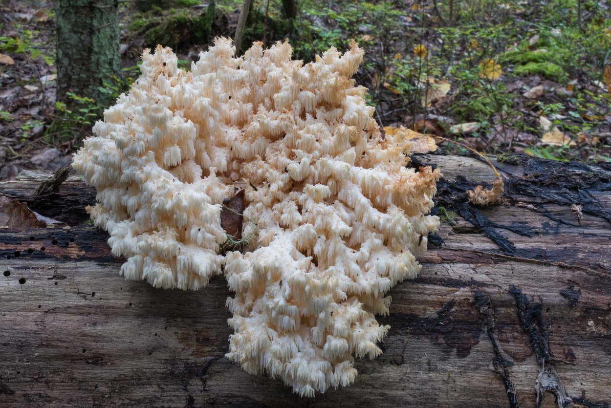 Гриб ежовик и Рогатик