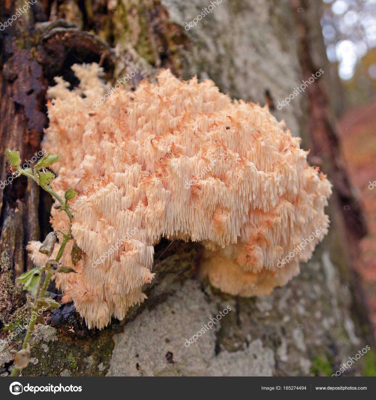 Гриб ежовик черепитчатый