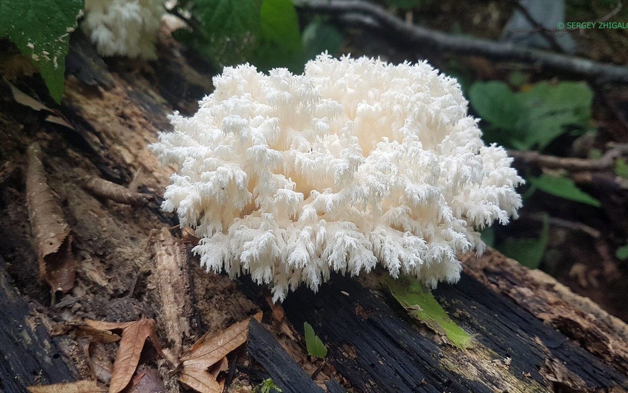 Коралловидный ежовик гриб в Крыму