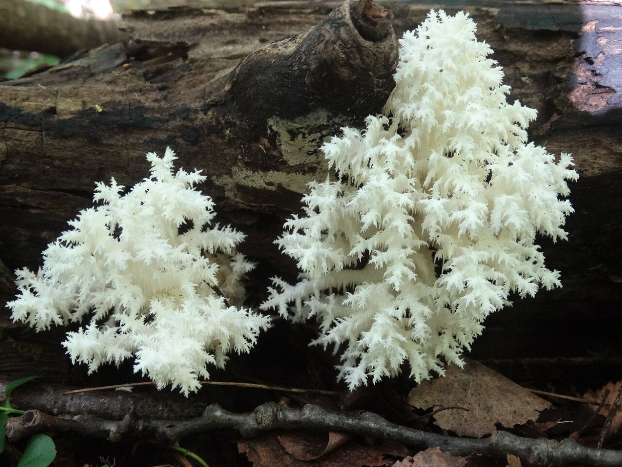 Снежный гриб