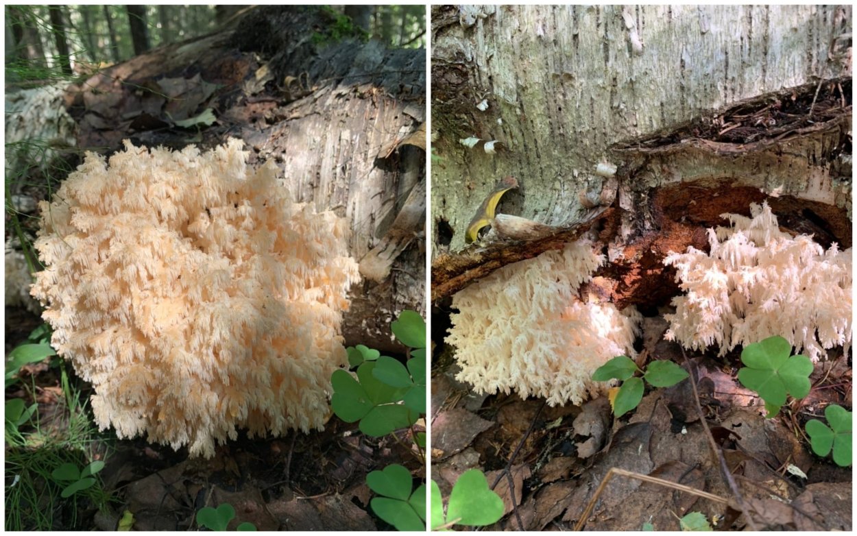 Анаптихия реснитчатая Anaptychia ciliaris ежовик коралловидный Hericium coralloides