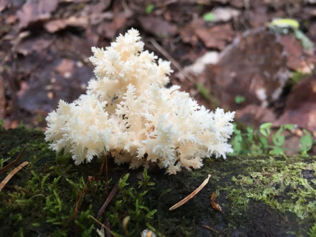 Ежовик коралловый гриб съедобные