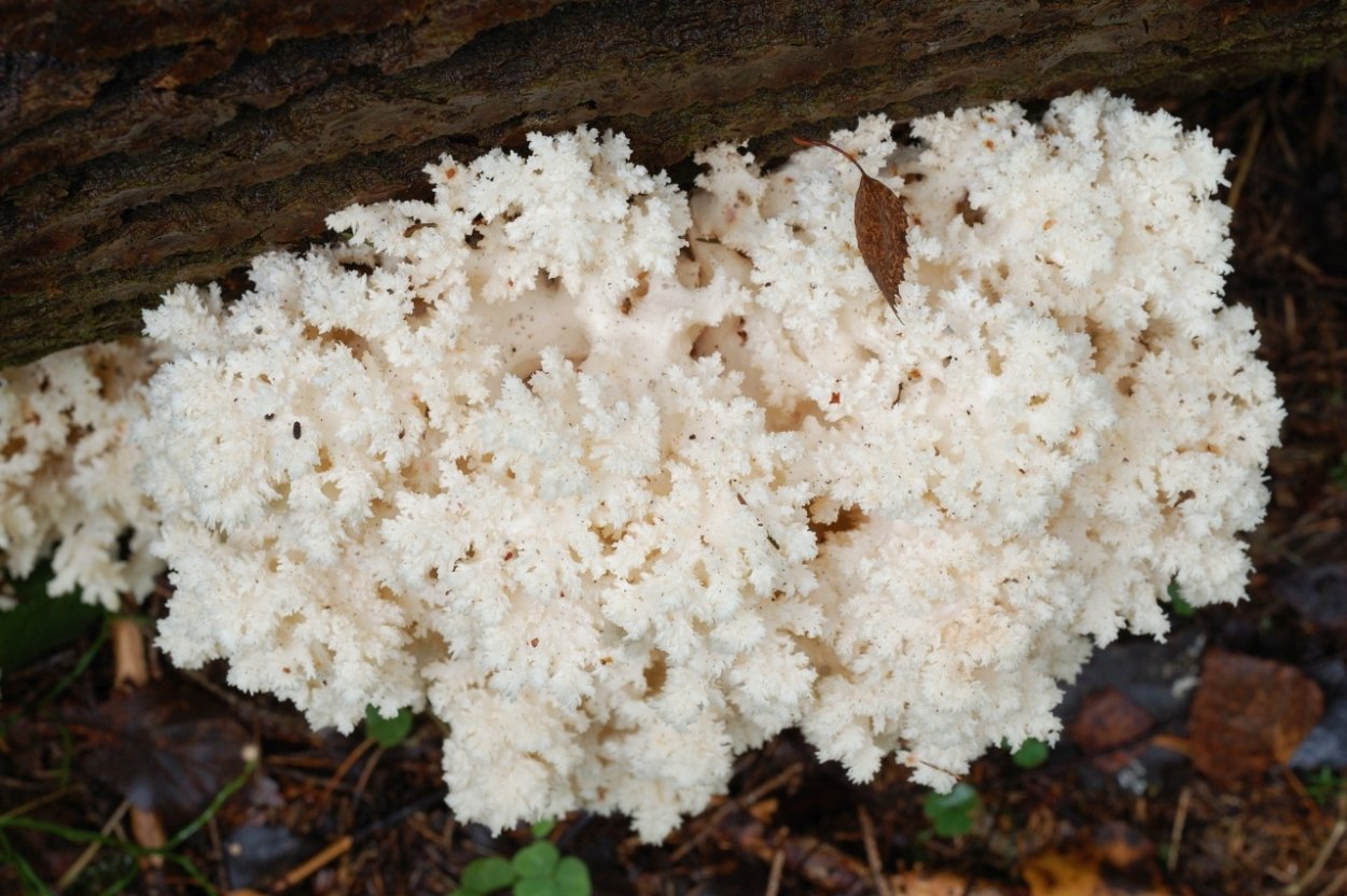 Гриб баран ежовик