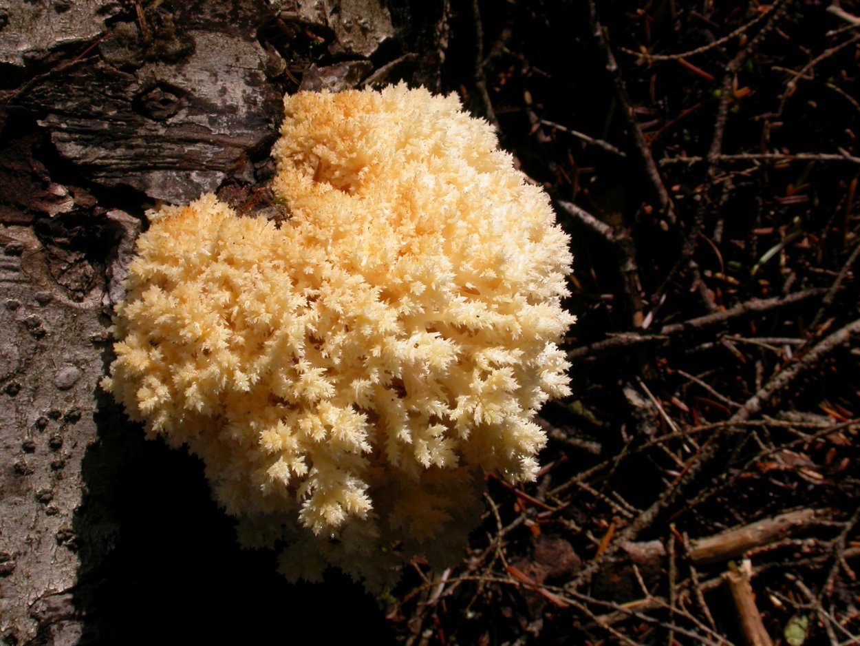 Рогатик гроздевидный (Ramaria Botrytis