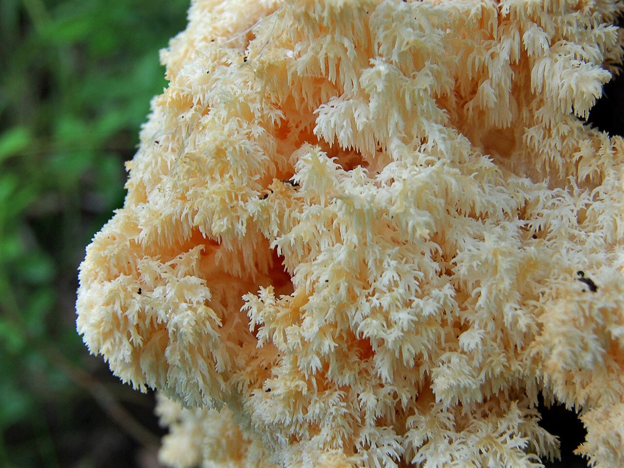 Ежовик коралловидный съедобные грибы