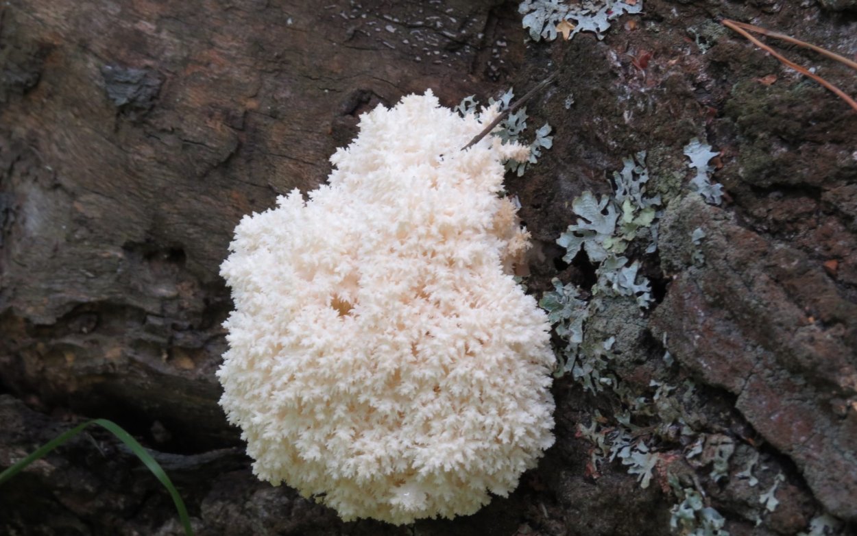 Ежовик Альпийский