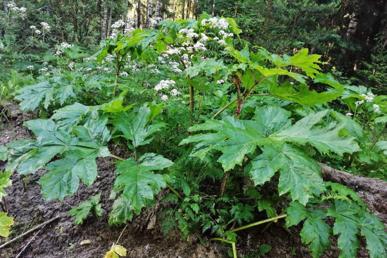 Борщевик Сибирский ядовитый