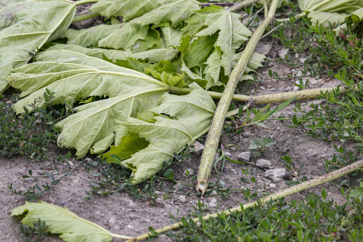 Курай, дягиль, борщевик