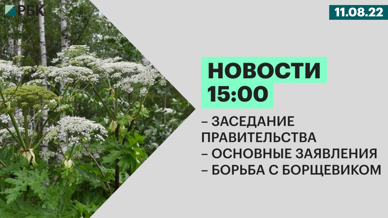 Борщевик на Сахалине