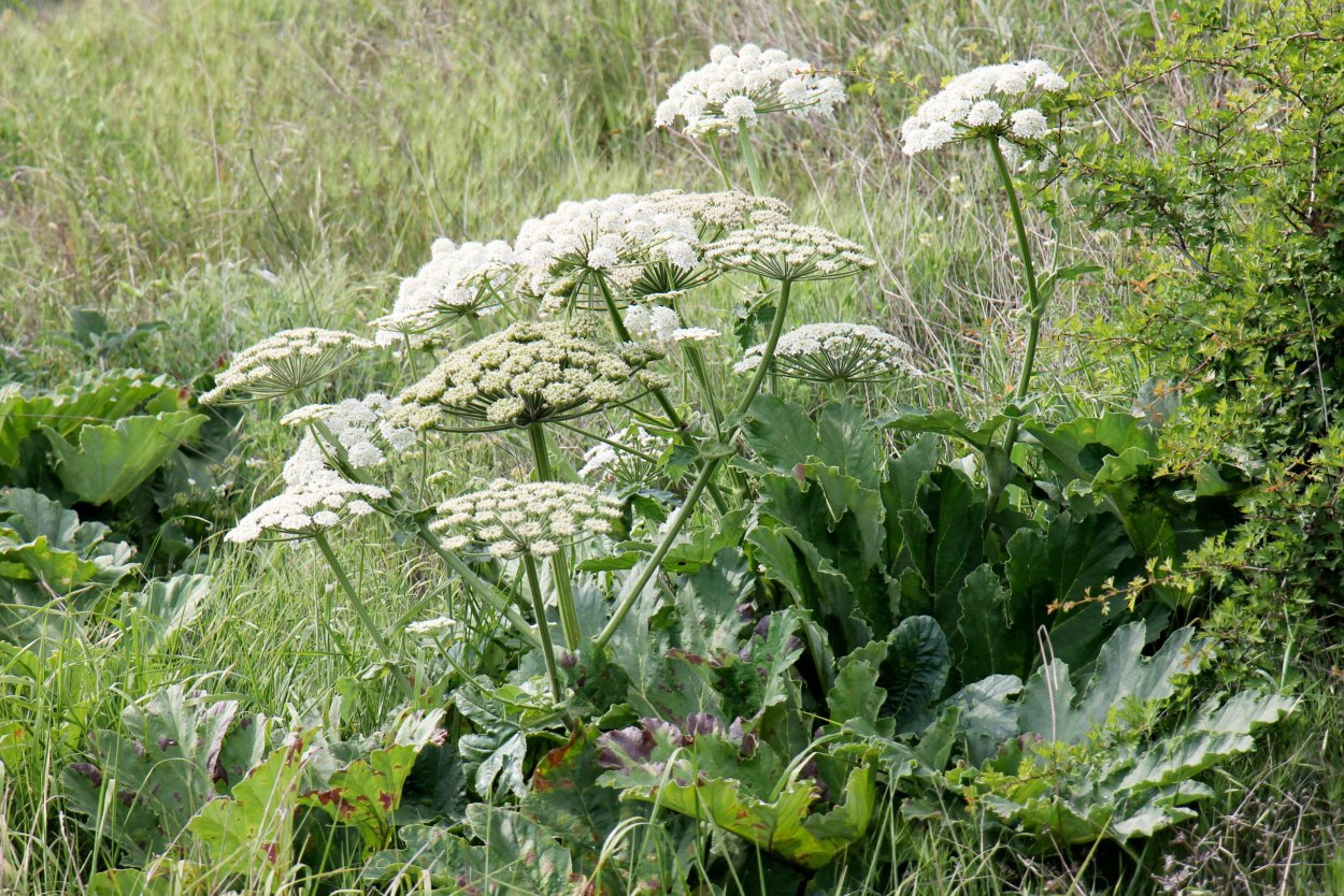 Ядовитый борщевик Сосновского