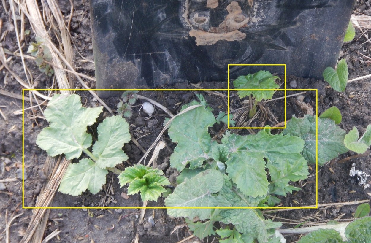 Борщевик Росток