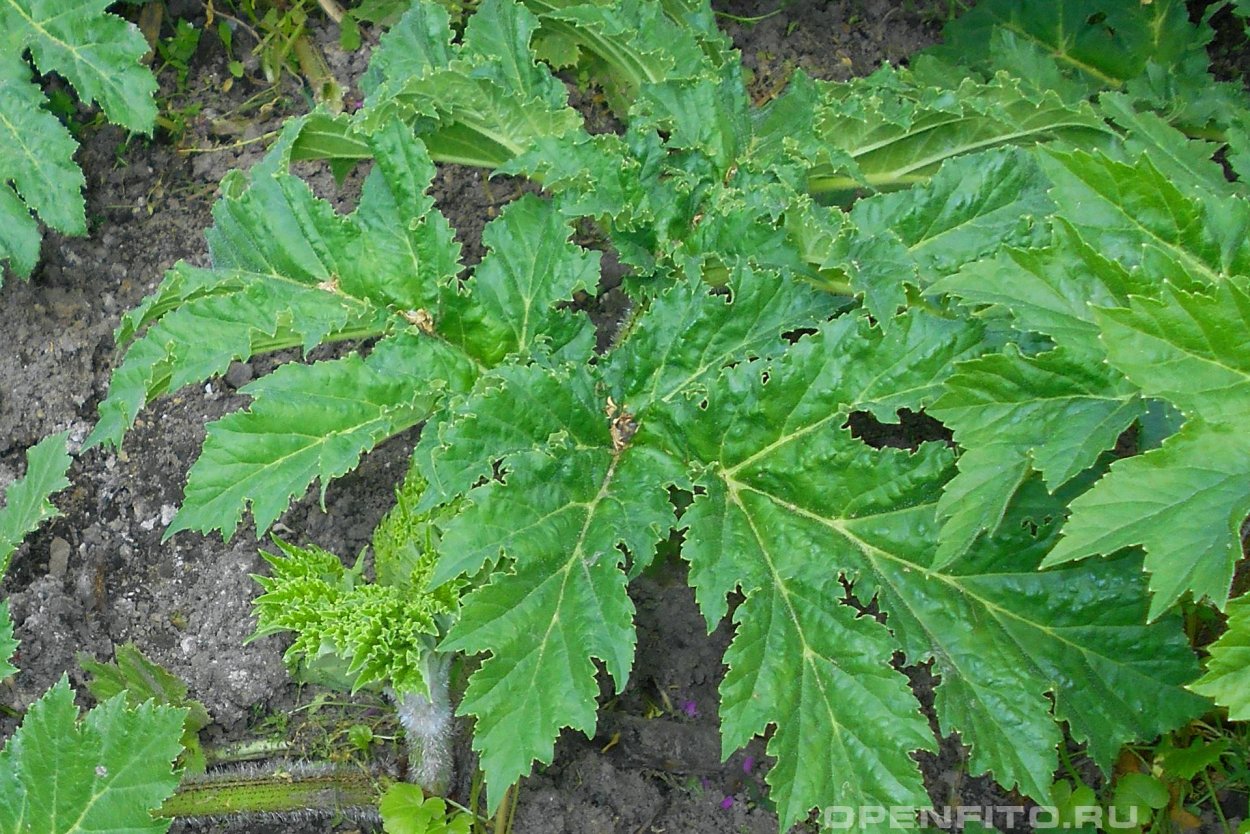 Борщевик маленький Росток