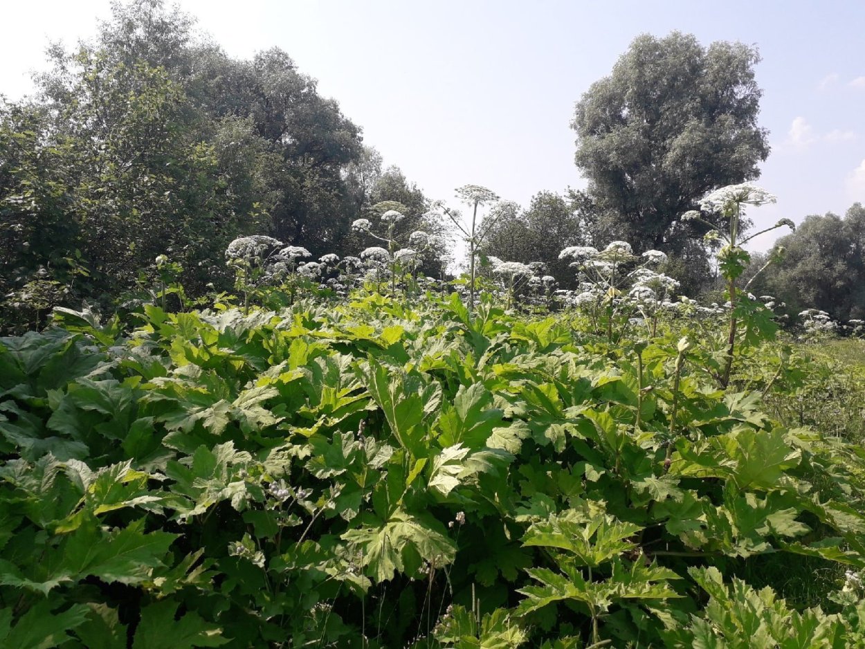 Сахалинский борщевик