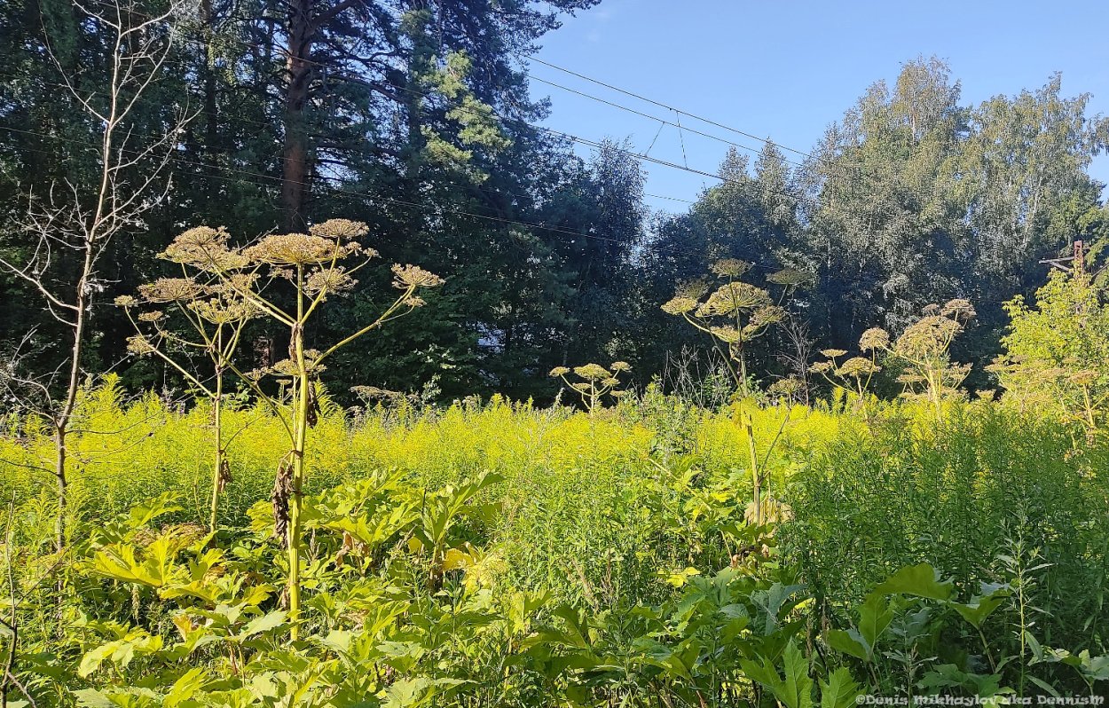 Борщевик Сосновского