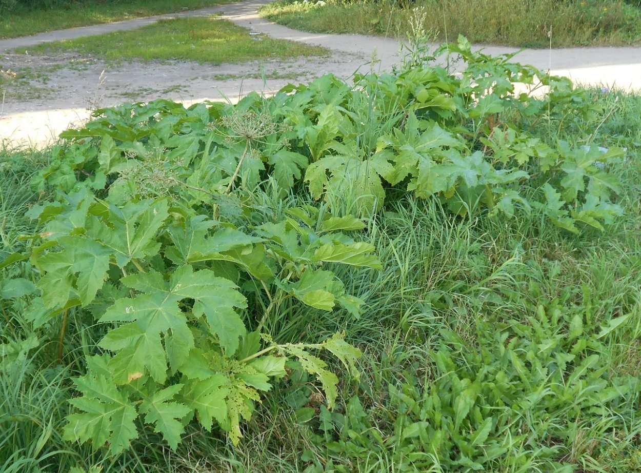 Борщевик Сосновского листья