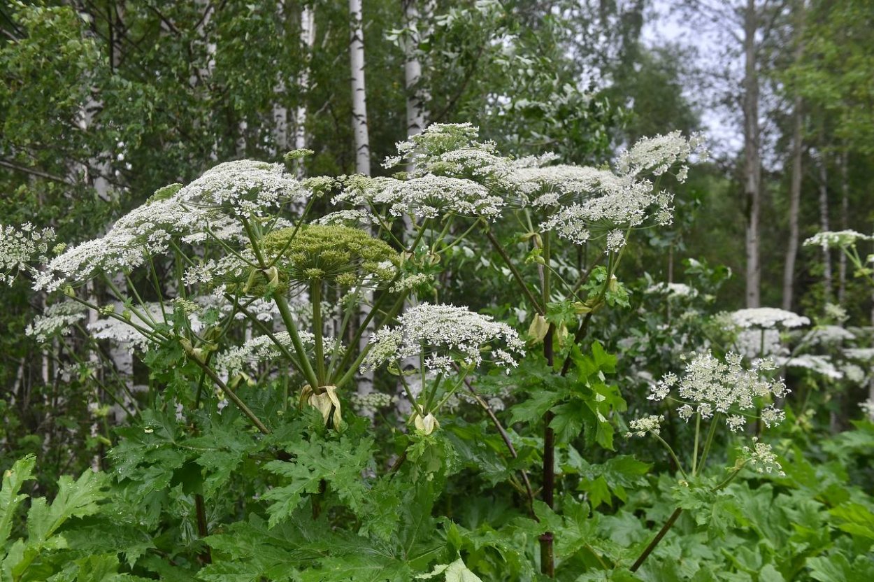 Борщевик Сосновского