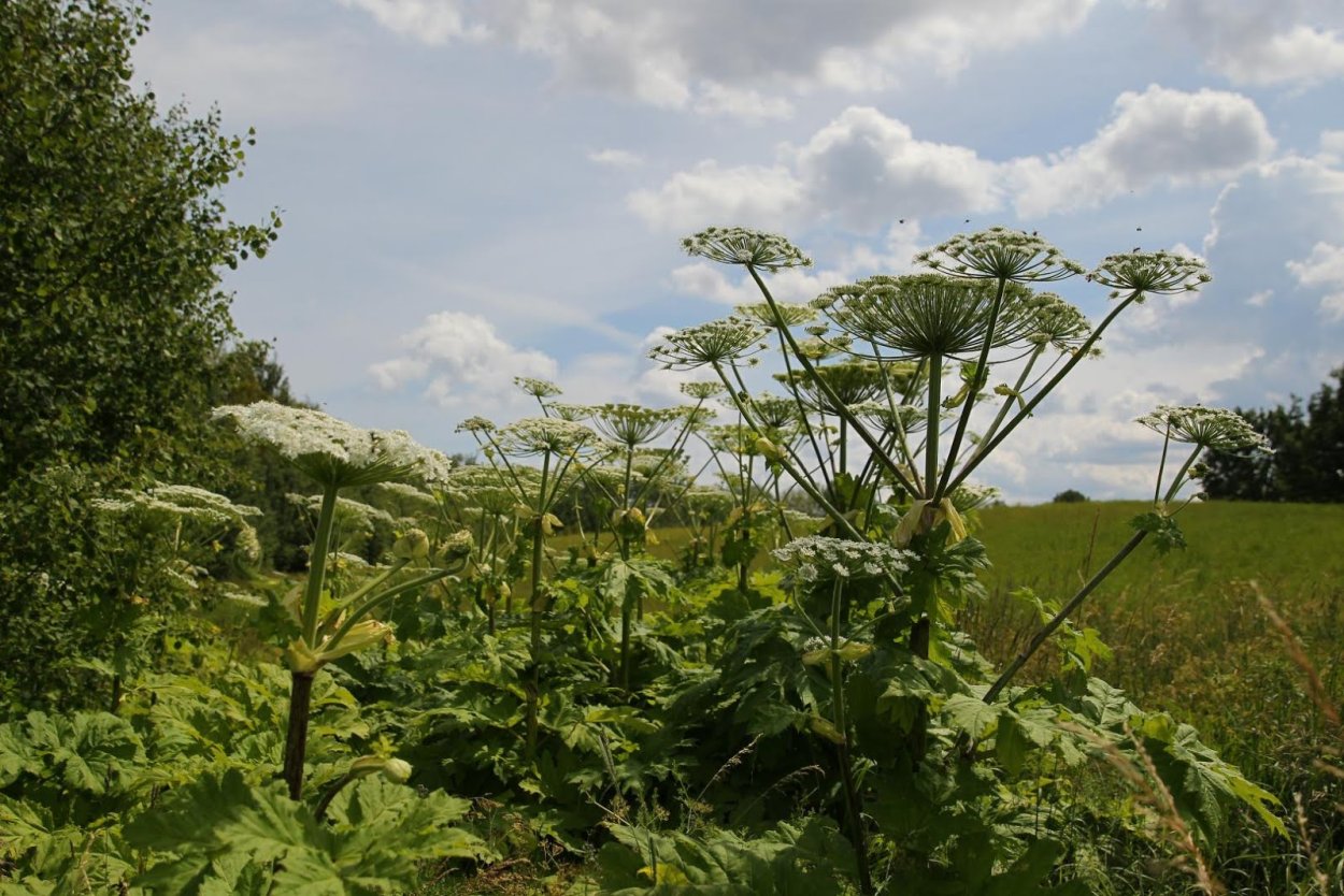 Ядовитый борщевик Сосновского