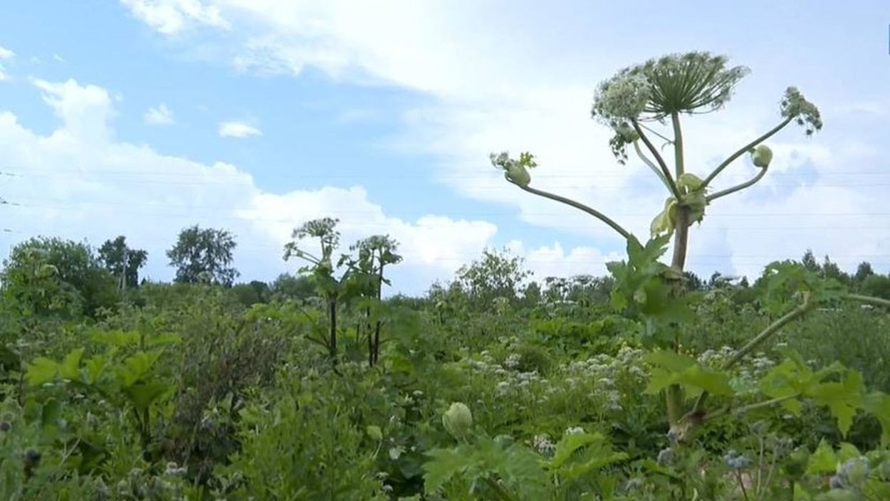 Борщевик Росток