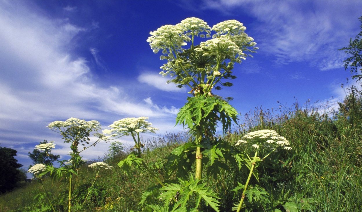 Борщевик Сосновского листья