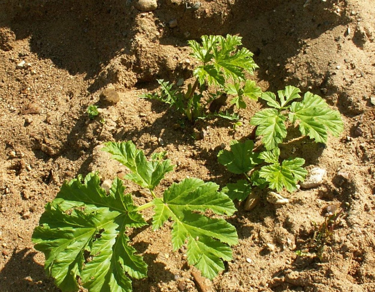 Борщевик Сосновского побеги