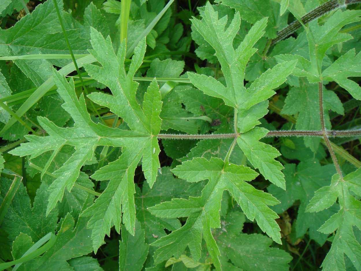 Борщевик Мантегацци