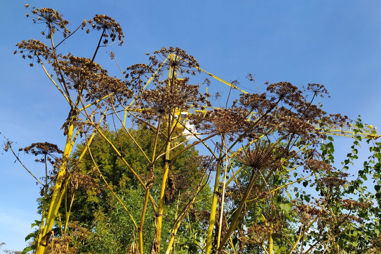 Борщевик Сосновского соцветия увядание