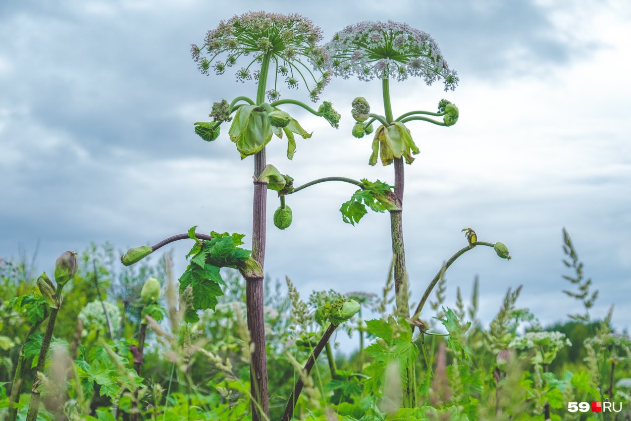 Борщевик Сибирский листья