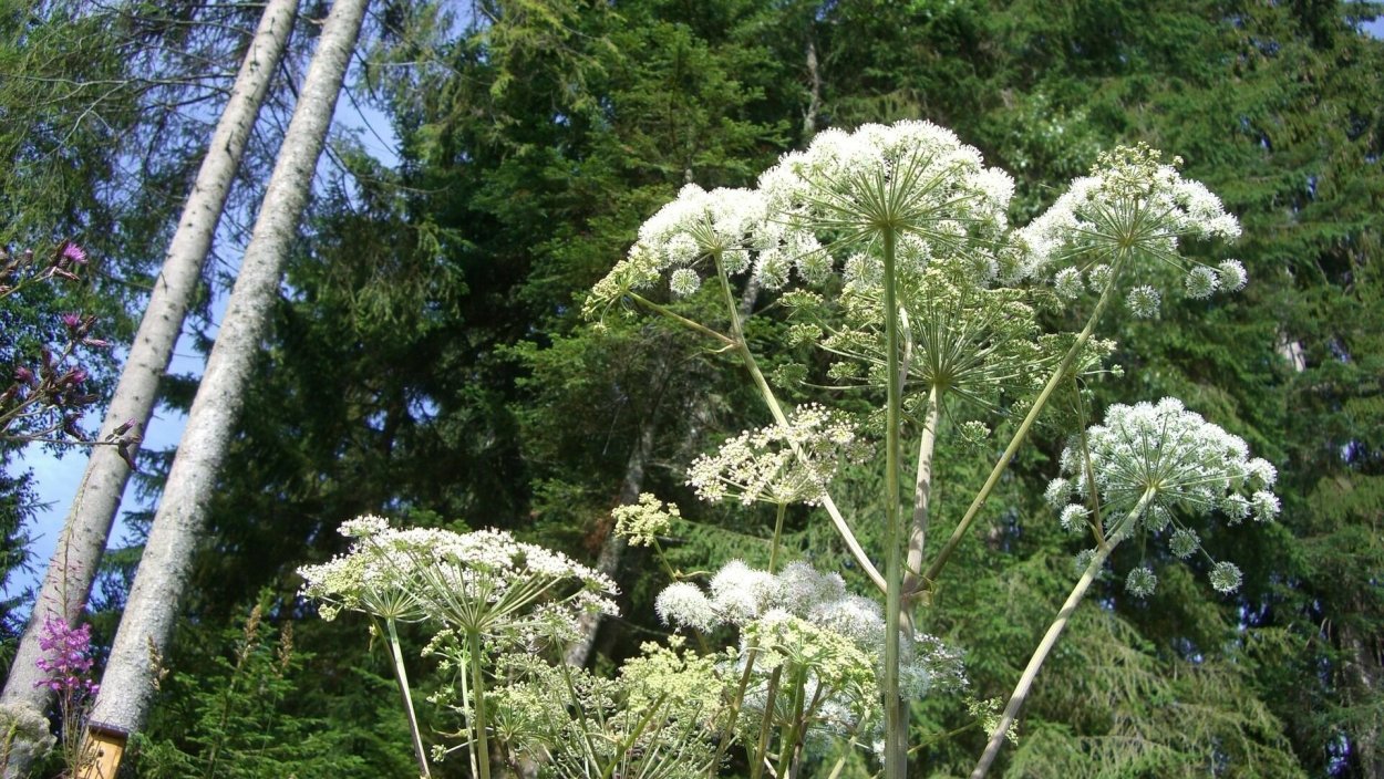 Борщевик Сосновский ожоги