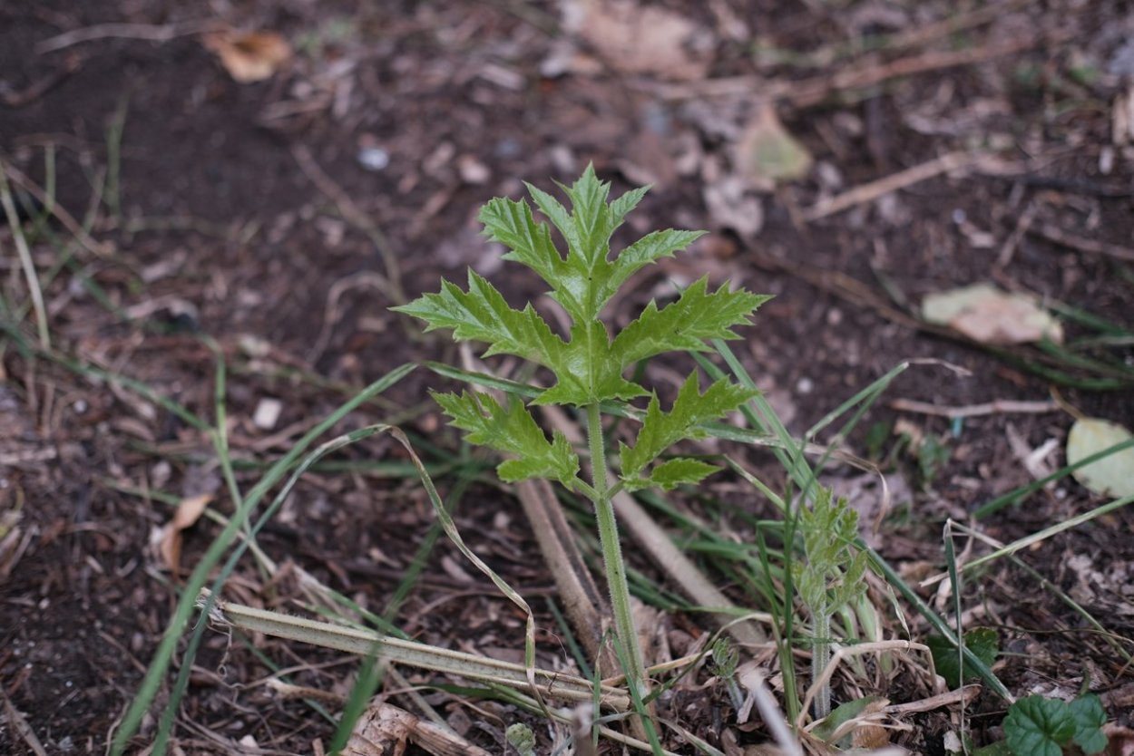 Борщевик Сосновского