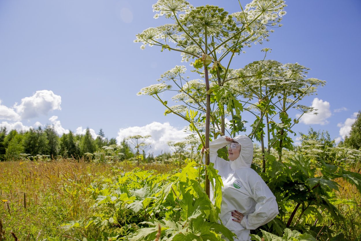 Борщевик Сосновского джунгли