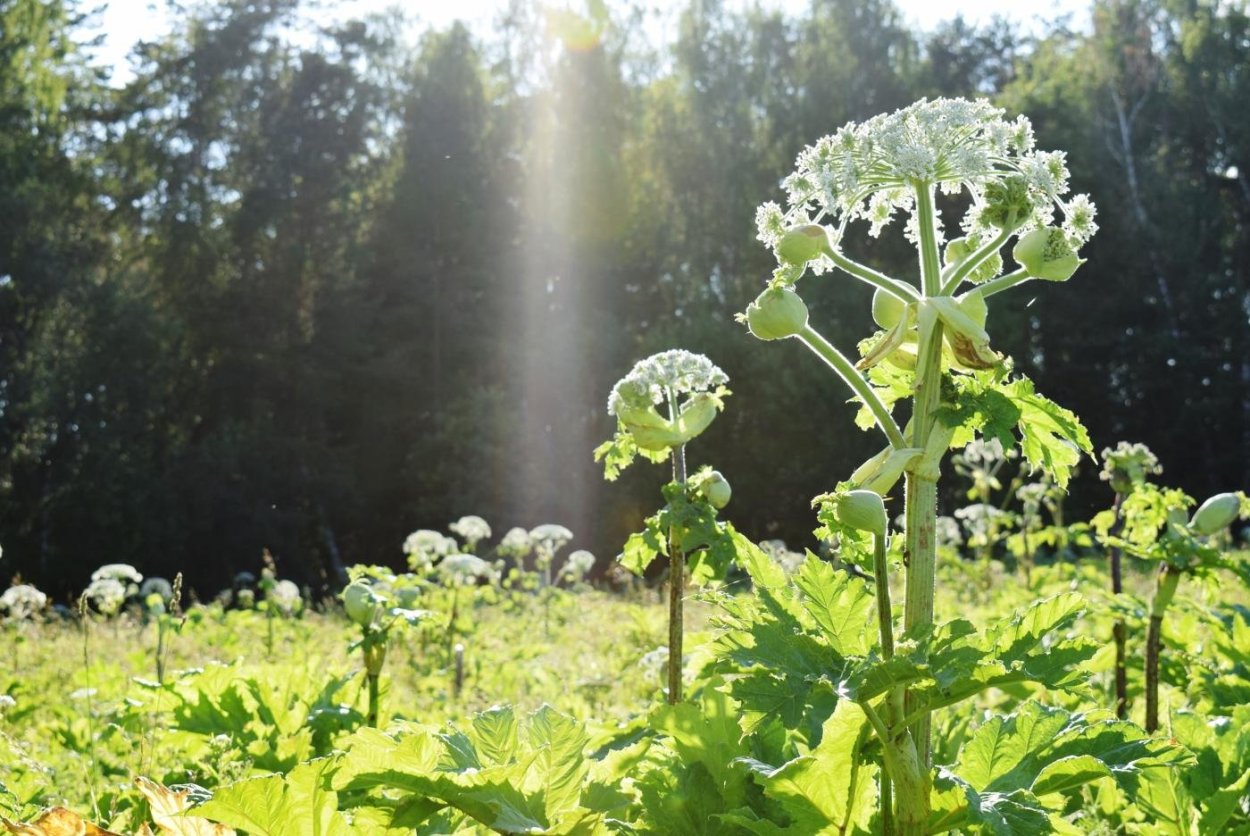 КПРФ борьба с борщевиком