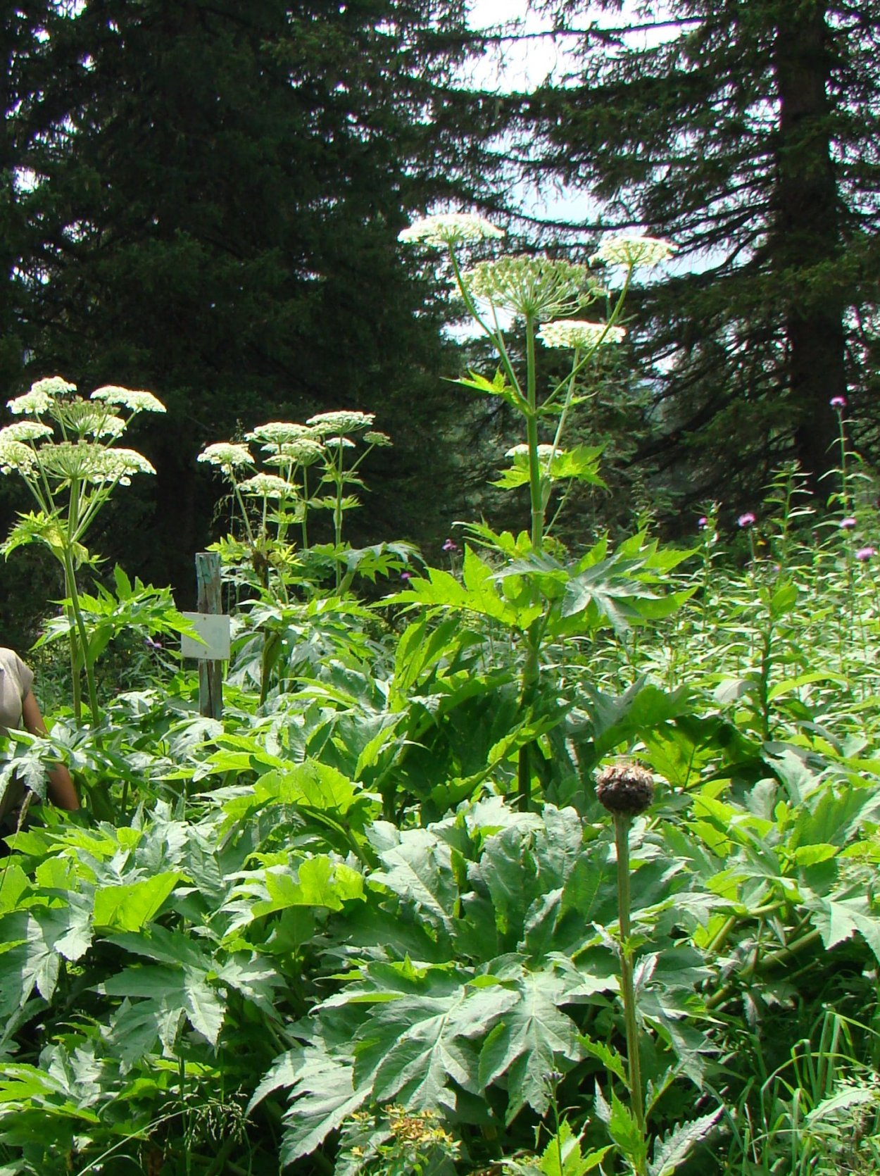 Листья борщевика молодого