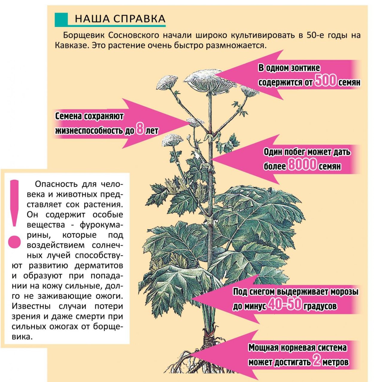 Борщевик Сибирский листья