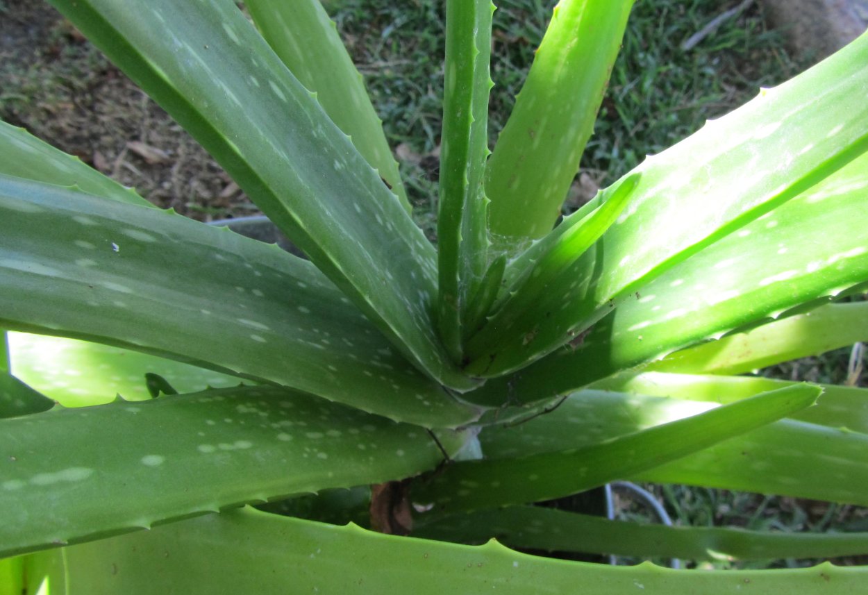 Aloe barbadensis leaf water