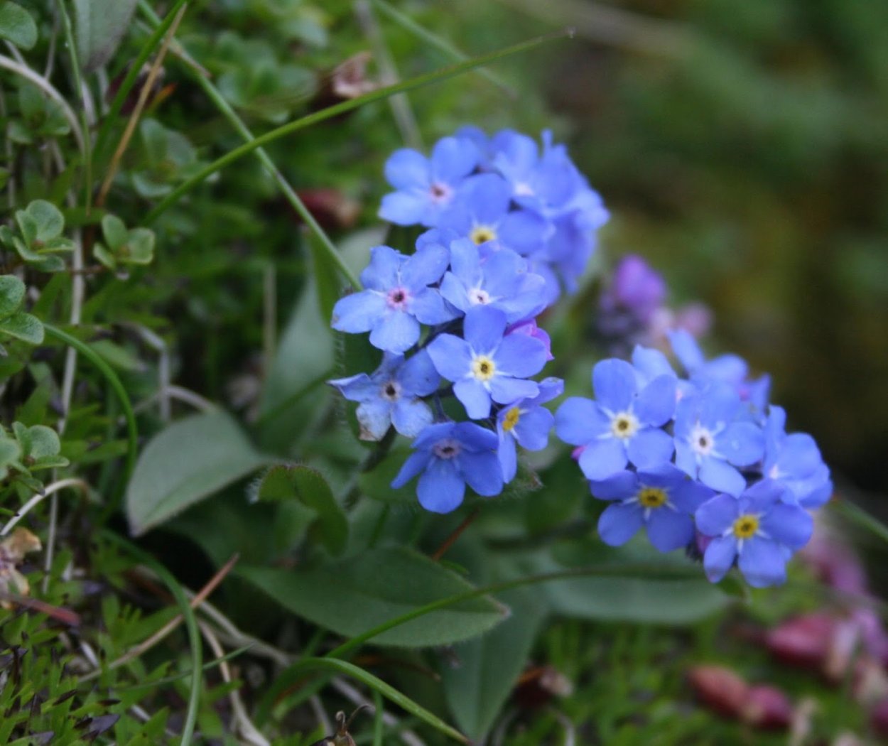 Незабудка Альпийская смесь