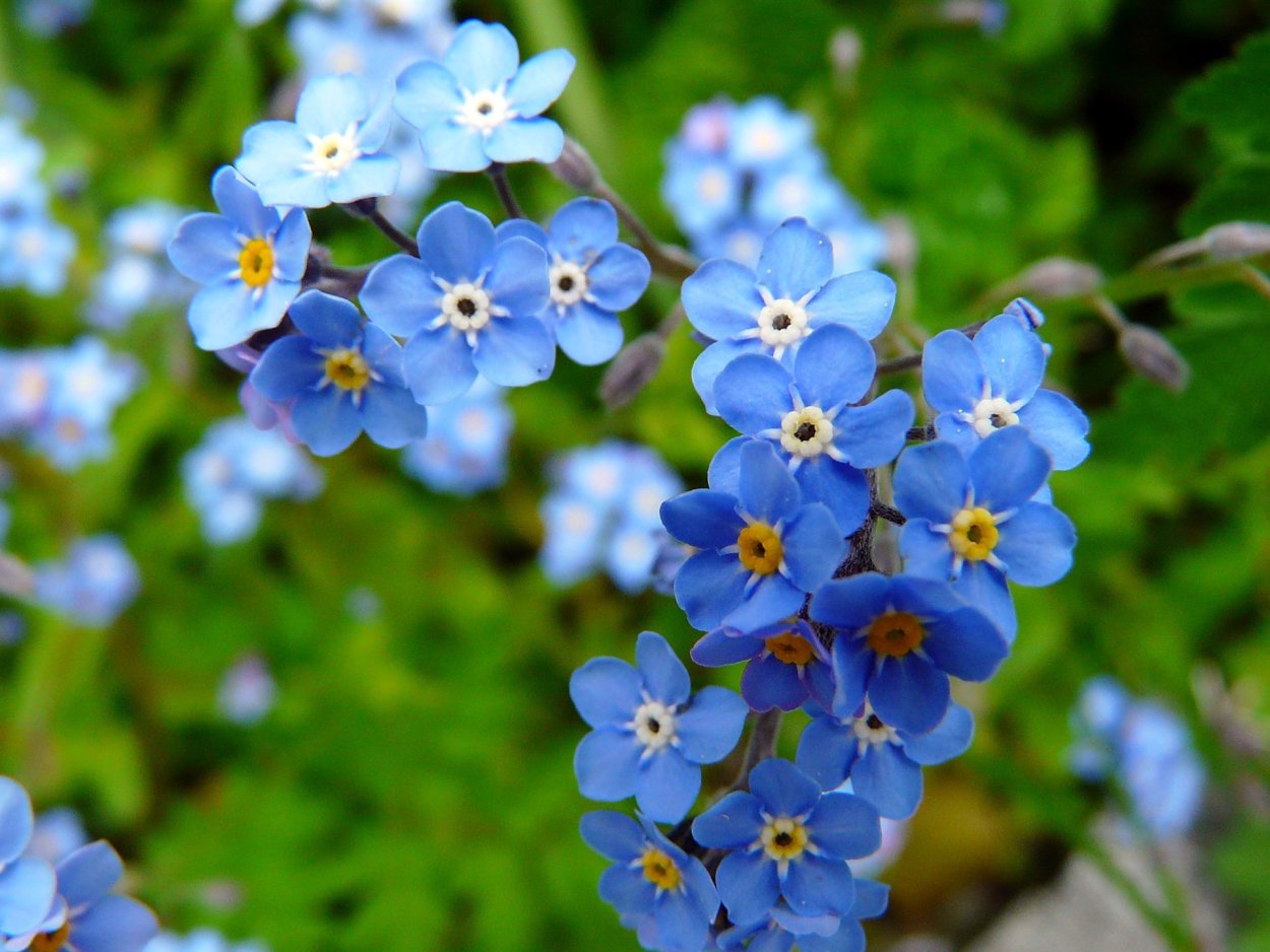 Стелющаяся Незабудка Незабудка многолетняя