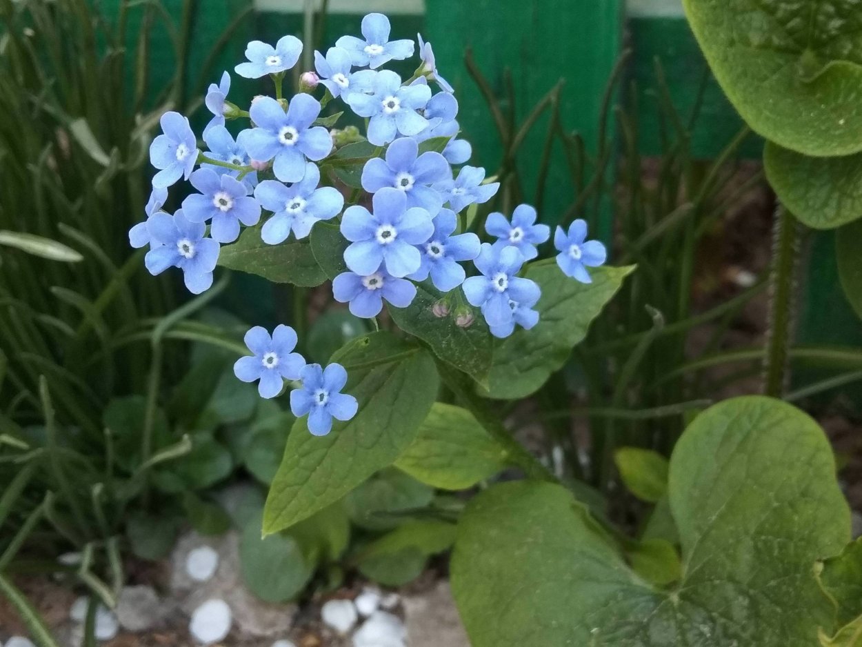 Незабудка Альпийская Лесная Полянка