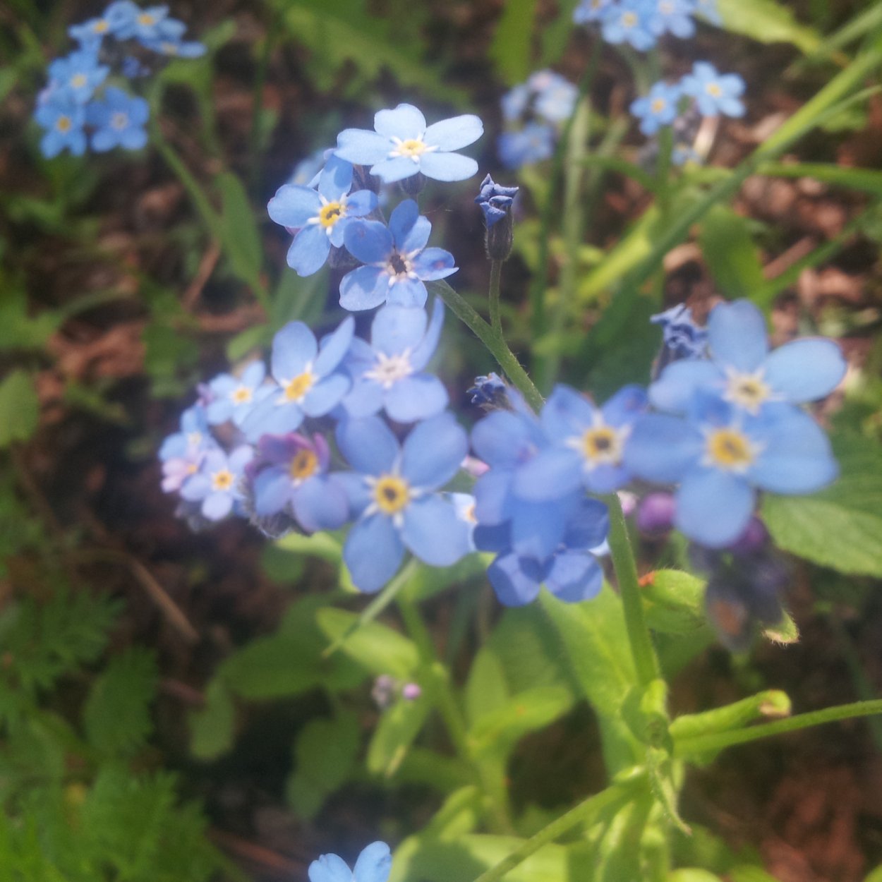 Азорская Незабудка