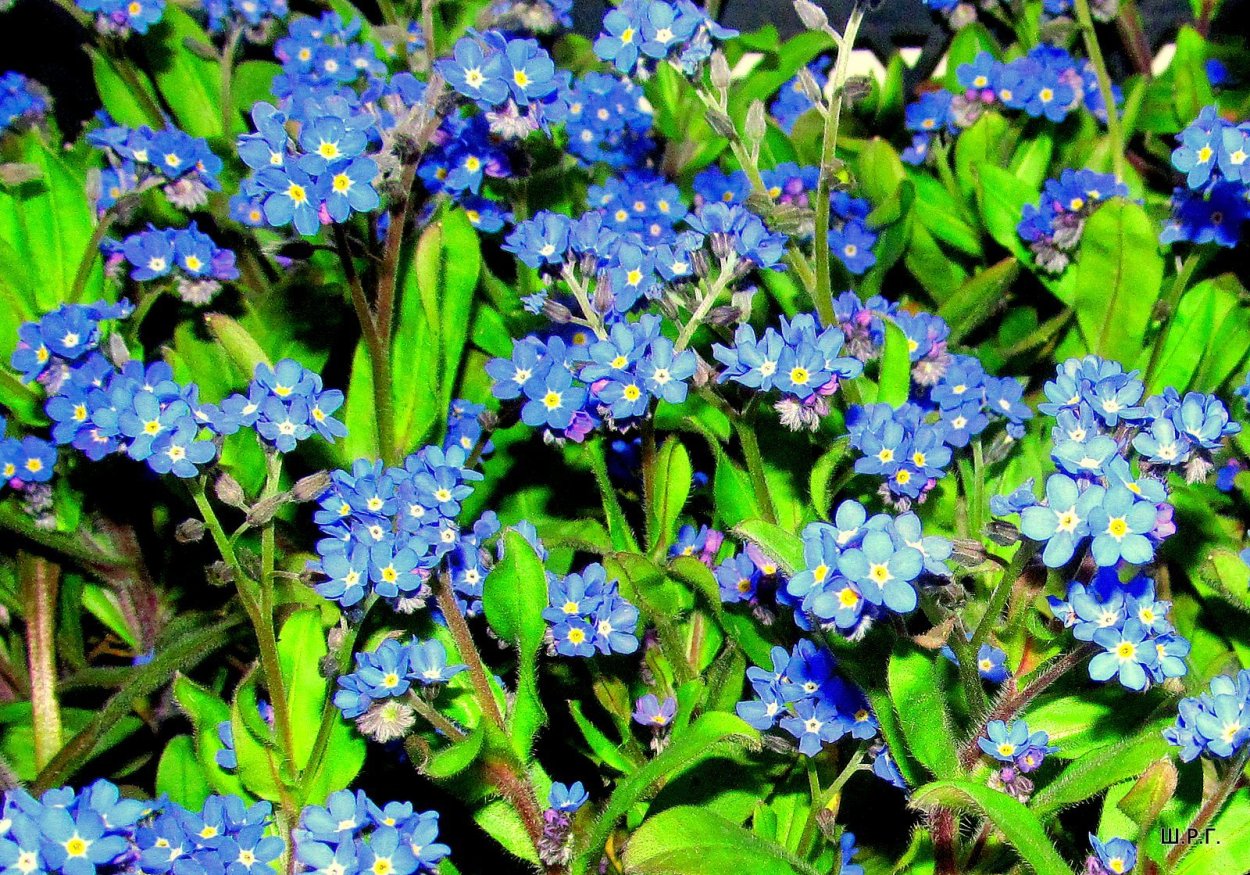 Незабудки белые и голубые