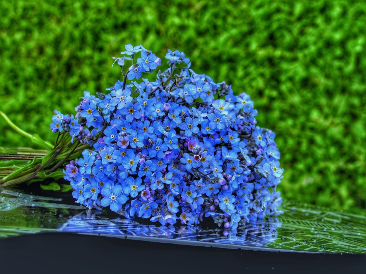 Незабудка Болотная голубая