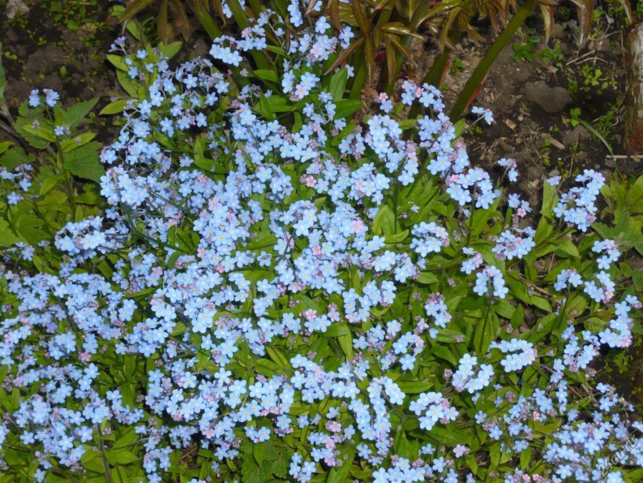 Незабудка Альпийская фиолетовая