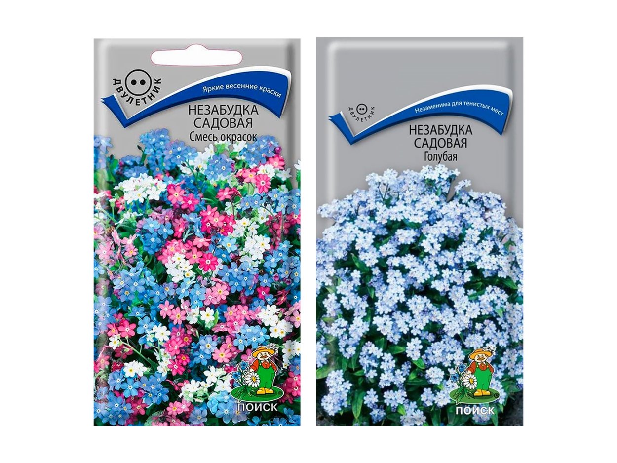 Незабудка стелющаяся