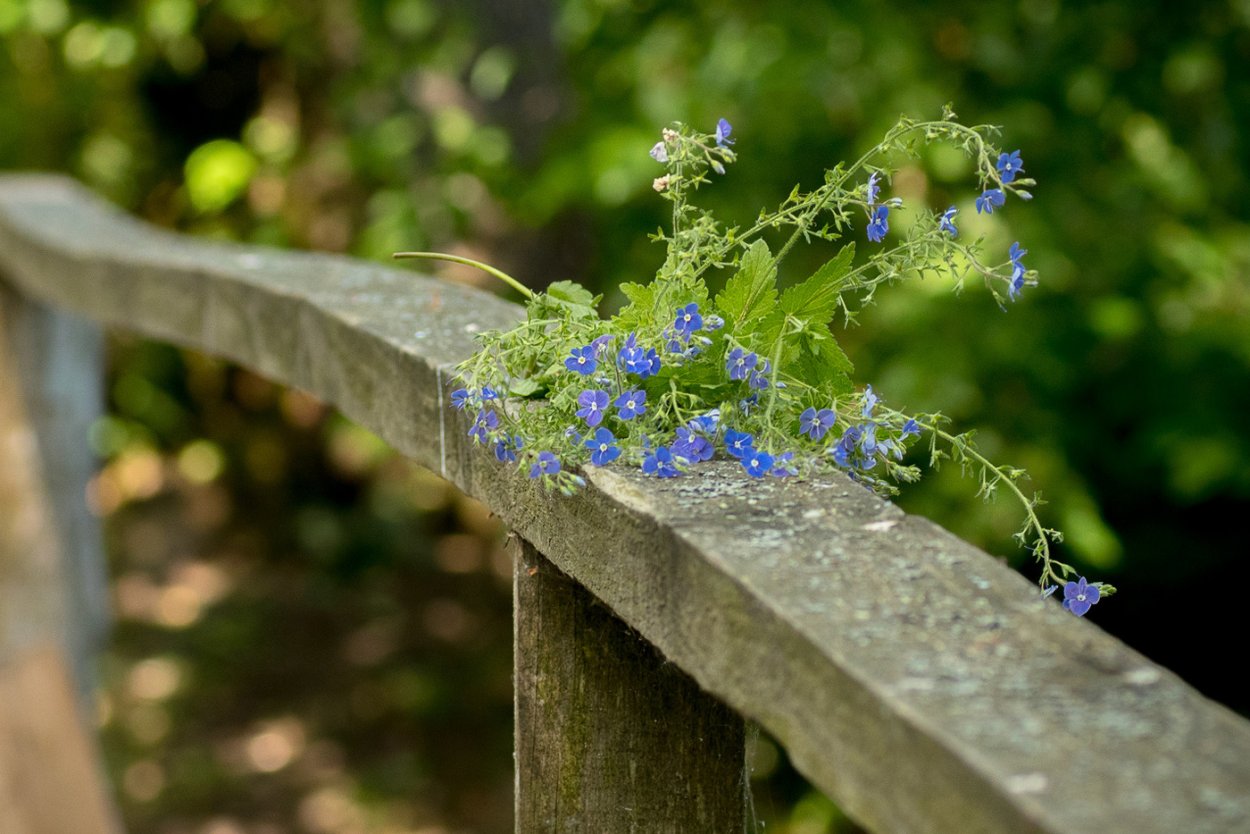Цветок Незабудочник Уральский