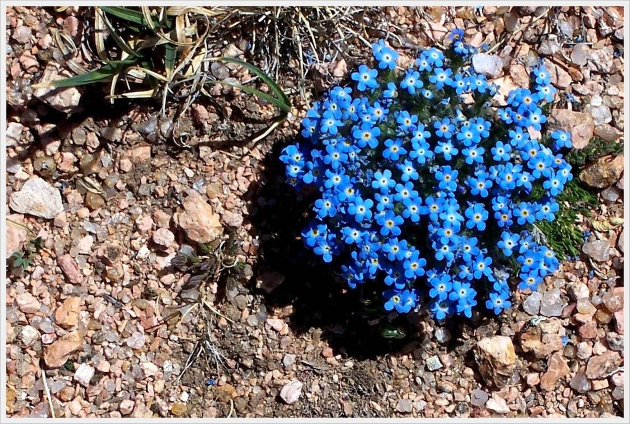 Незабудка цветение