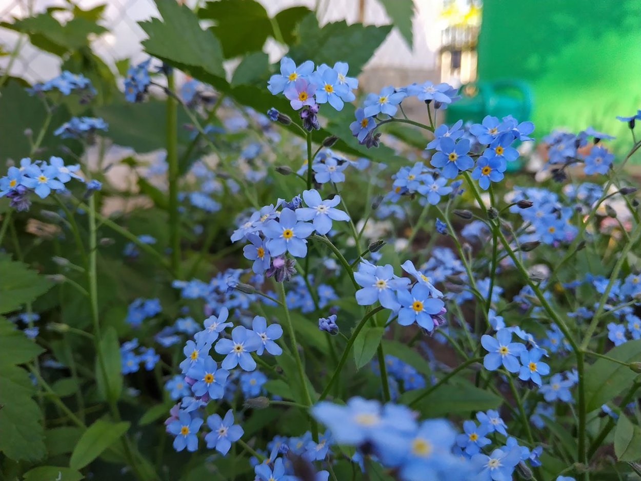 Незабудка многолетник